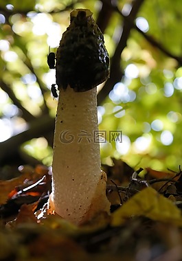 常見 stinkmorchel,蘑菇,飛