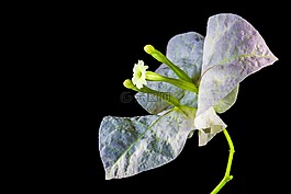 葉子花,開花,花