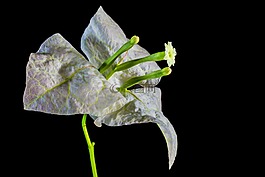 葉子花,開花,花