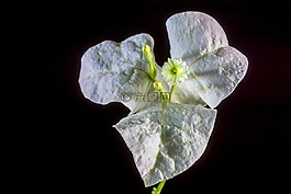 葉子花,開花,花