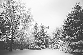 冬天,雪,冷