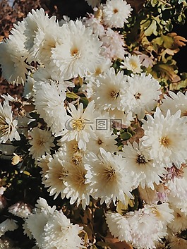 花,白,花瓣