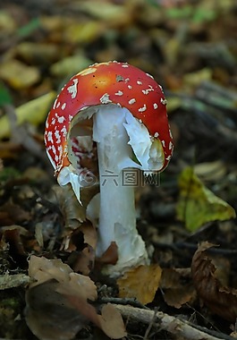 飛木耳,蘑菇,有毒
