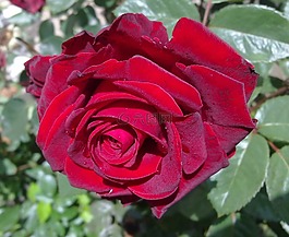 玫瑰,紅玫瑰,花