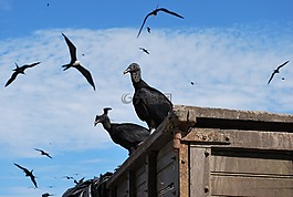 厄瓜多爾,黑禿鷲,鳥