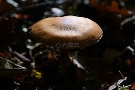 蘑菇,森林,锋利 gebuckelter 出的头