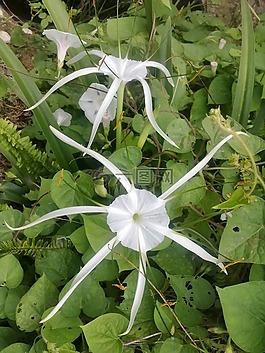 蜘蛛百合,白,花