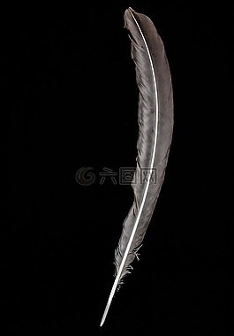 筆,寫作,鳥