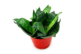 花,植物,綠色