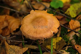 蘑菇,森林,锋利 gebuckelter 出的头