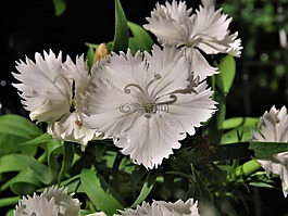 鮮花,白,花園