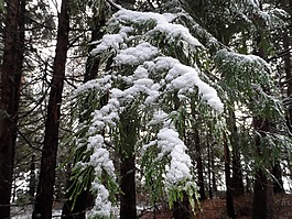 松樹,雪,松