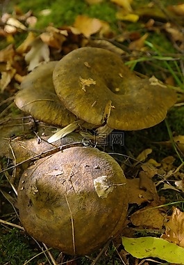 蘑菇,森林,秋季