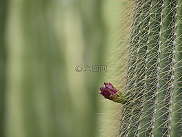 仙人掌,綠色,刺
