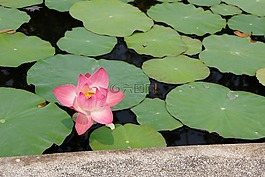 睡蓮,粉紅色,綻放