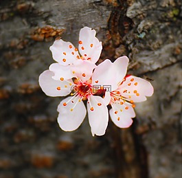 花,開花,美麗