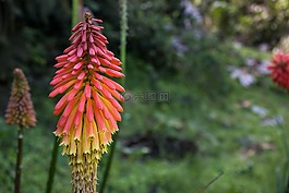 kniphofia,消防扑克花,tritoma