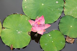 睡蓮,粉紅色,綻放