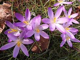 藏紅花,春天,紫