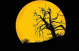 haloween,背景,卡