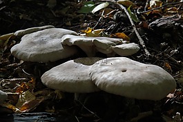 蘑菇,森林,森林蘑菇