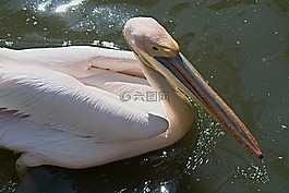 水禽,鵜,動(dòng)物園