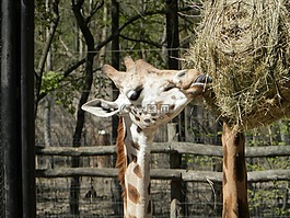 長頸鹿,動(dòng)物,動(dòng)物園