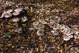 蘑菇,森林,森林蘑菇