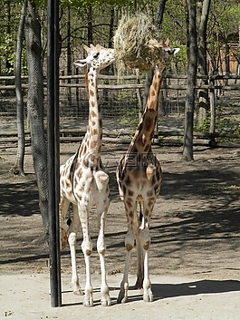 長頸鹿,動物,動物園
