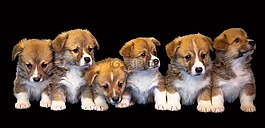 狗,動物,孤立