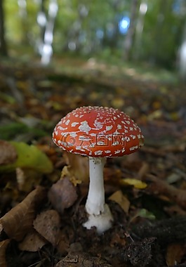 飛木耳,蘑菇,紅色