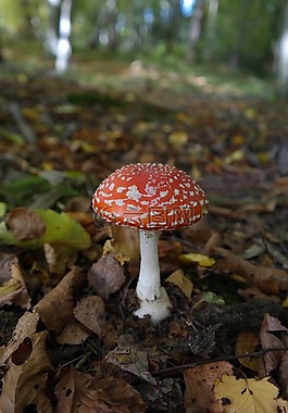 飛木耳,蘑菇,紅色