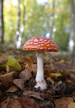 飛木耳,蘑菇,紅色