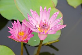 睡蓮,粉紅色,綻放