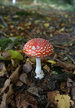 飛木耳,蘑菇,紅色