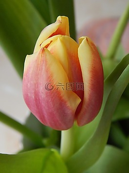 郁金香,植物,花
