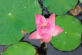 睡蓮,粉紅色,綻放