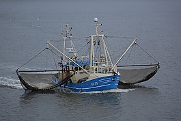 蝦,海,北海