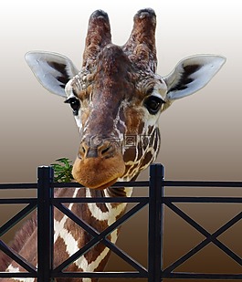 長頸鹿,動(dòng)物,動(dòng)物園