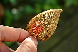 lampionblume,廠,性質