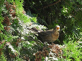 鳥(niǎo),條例草案,twitter
