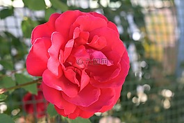 花,玫瑰,紅色