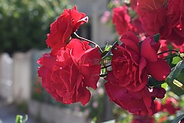 花,玫瑰,紅色