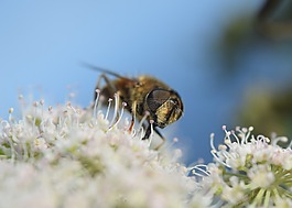 蜜蜂,花,開花
