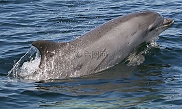 寬吻海豚,海豚,游泳