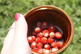 草莓,水果,野生水果