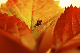 秋季,10 月,葉子