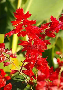消防圣人,开花,花