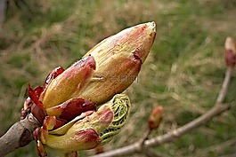 板栗,芽,春天