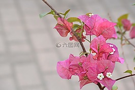 粉紅色,鮮花,花園